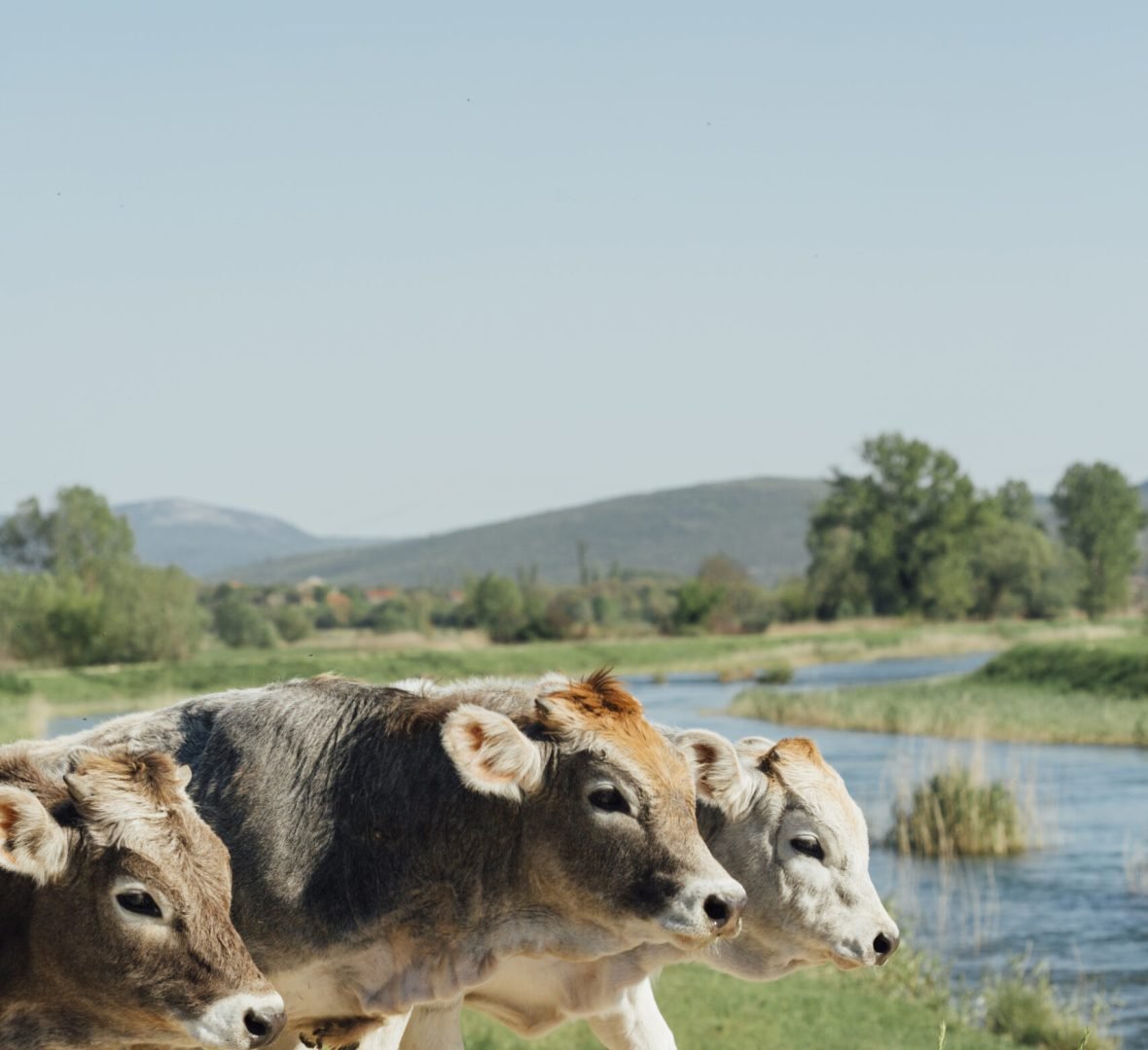 close-up-cows-walking-dirt-road